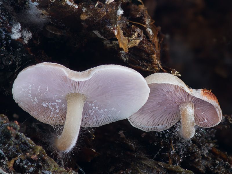 Baeospora myriadophylla